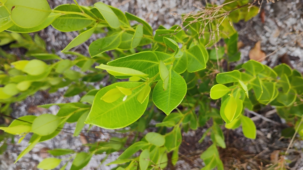 Lyonia lucida; photograph author not stated, no rights reserved