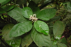 Chassalia curviflora