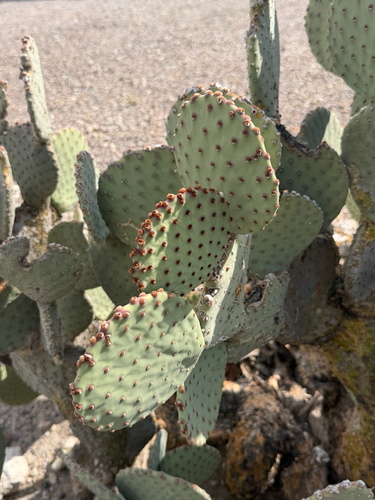 Opuntia rufida, photograph 2
