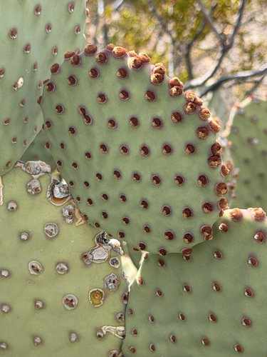 Opuntia rufida