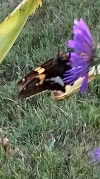 Silver-spotted Skipper