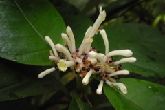 Chassalia curviflora