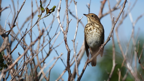Hermit Thrush