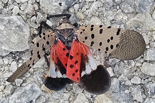 Spotted Lanternfly