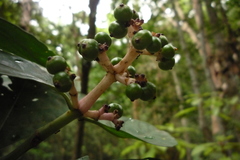 Chassalia curviflora