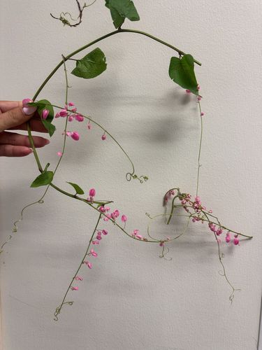 Coral Vine