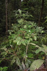 Chassalia curviflora