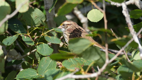 White-throated Sparrow