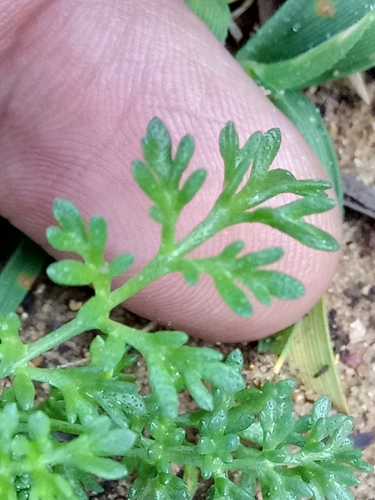 Anthemis secundiramea var. secundiramea image