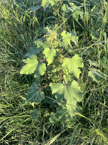 rough cocklebur