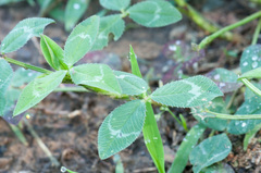 Trifolium vesiculosum