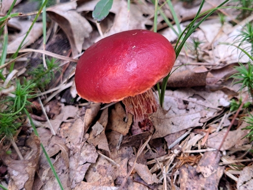 Frost's Bolete