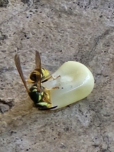 Eastern Yellowjacket