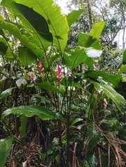 Heliconia farinosa