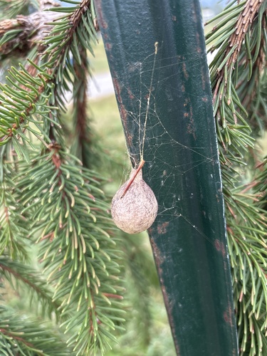 Yellow Garden Spider
