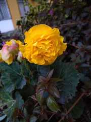 Begonia × tuberhybrida