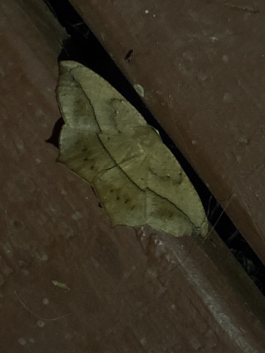 Large Maple Spanworm Moth