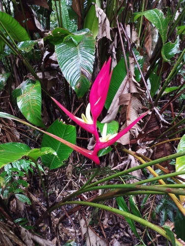 Heliconia farinosa, photograph 2