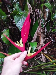 (c) jbugoni, some rights reserved (CC BY) Heliconia farinosa, photograph (c) jbugoni, some rights reserved (CC BY)