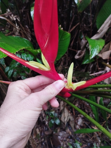 Heliconia farinosa, photograph 4