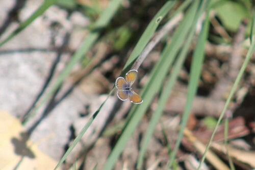 Western Pygmy-Blue