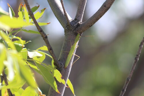 European Mantis