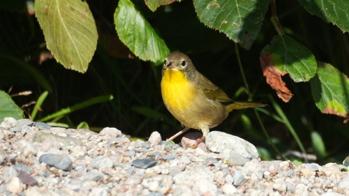 Common Yellowthroat