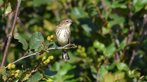 Yellow-rumped Warbler