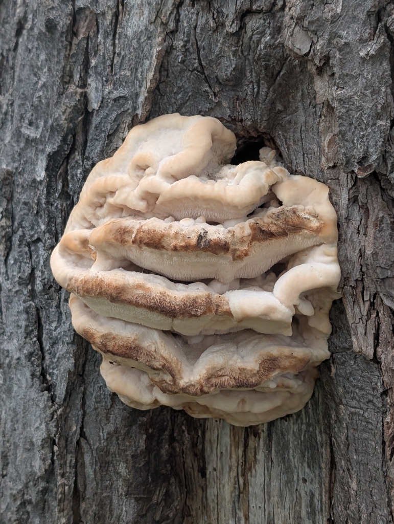 Northern Tooth · September 2026 · photo: Photo: (c) Johnny C, some rights reserved (CC BY) · iNaturalist