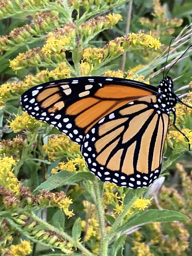 Monarch