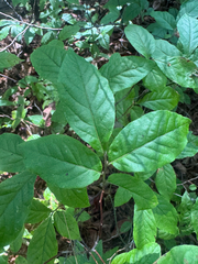 Gaylussacia ursina