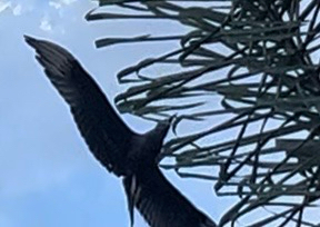 Black Vulture
