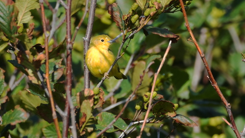 Northern Yellow Warbler