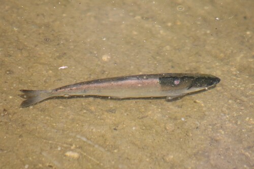 Rainbow Trout