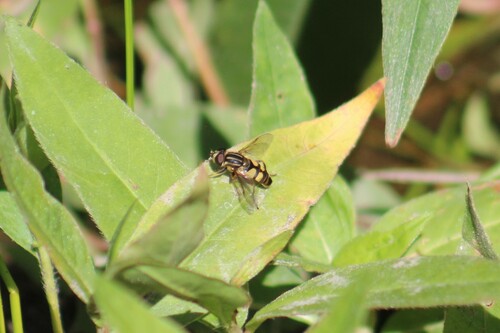 Narrow-headed Marsh Fly