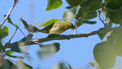 Tennessee Warbler