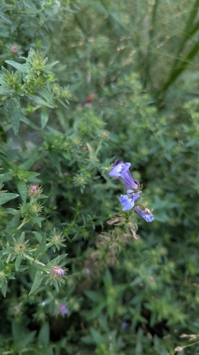 great blue lobelia