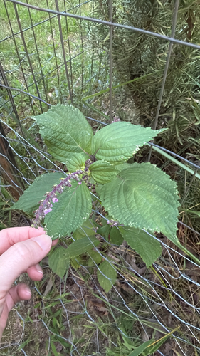 beefsteak plant