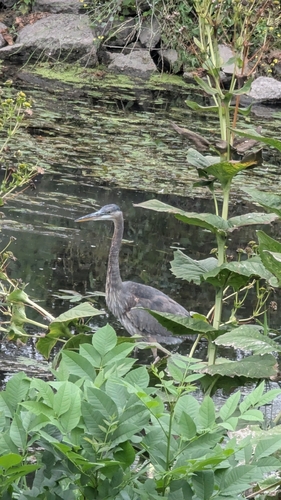 Great Blue Heron