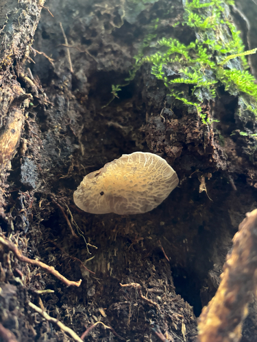 Auricularia delicata observed 2026-09-12