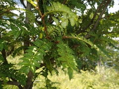 Zanthoxylum piperitum