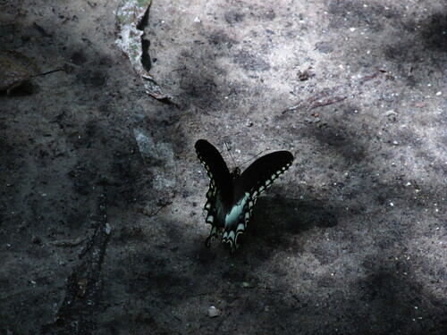 Spicebush Swallowtail
