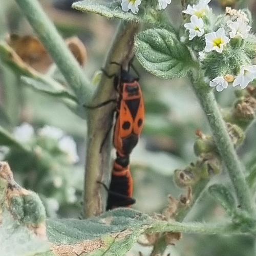 European Firebug