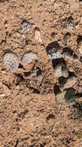 Opuntia aurea
