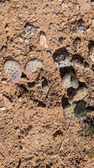 Opuntia aurea