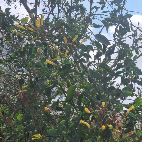 tree tobacco