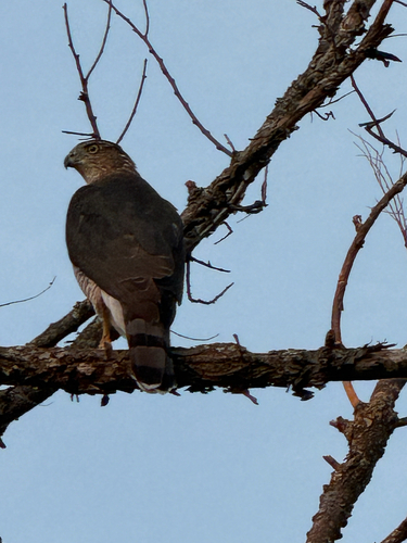 Cooper's Hawk