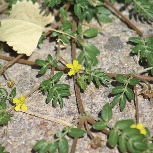 puncture vine