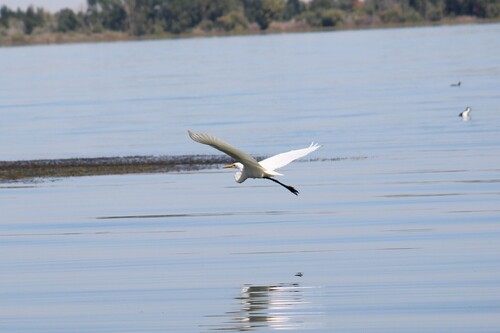 Great Egret