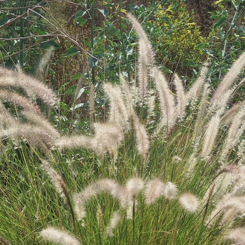 Fountain Grass